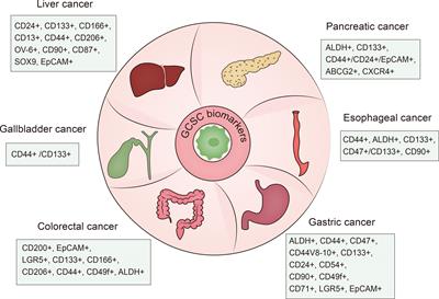 Current understanding of cancer stem cells: Immune evasion and targeted immunotherapy in gastrointestinal malignancies